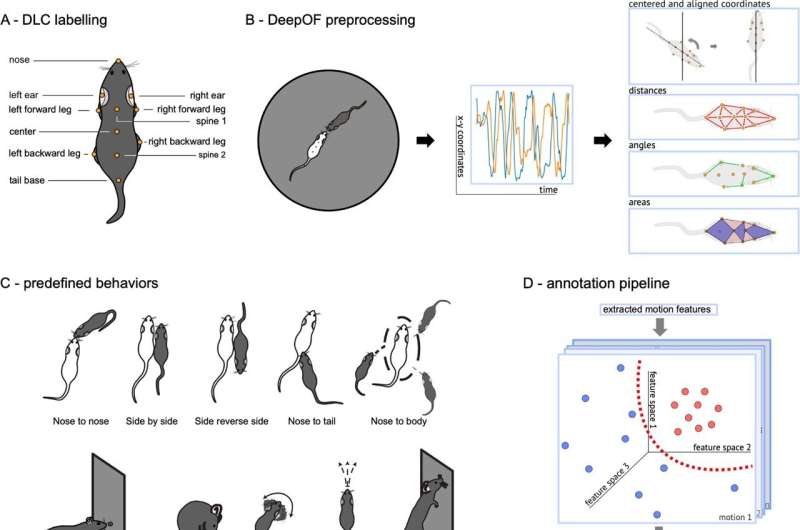 Machine learning meets behavioral neuroscience: Allowing for a more precise phenotyping